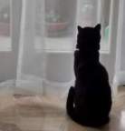 Avatar di Inquartato