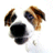 Avatar di pintroy21